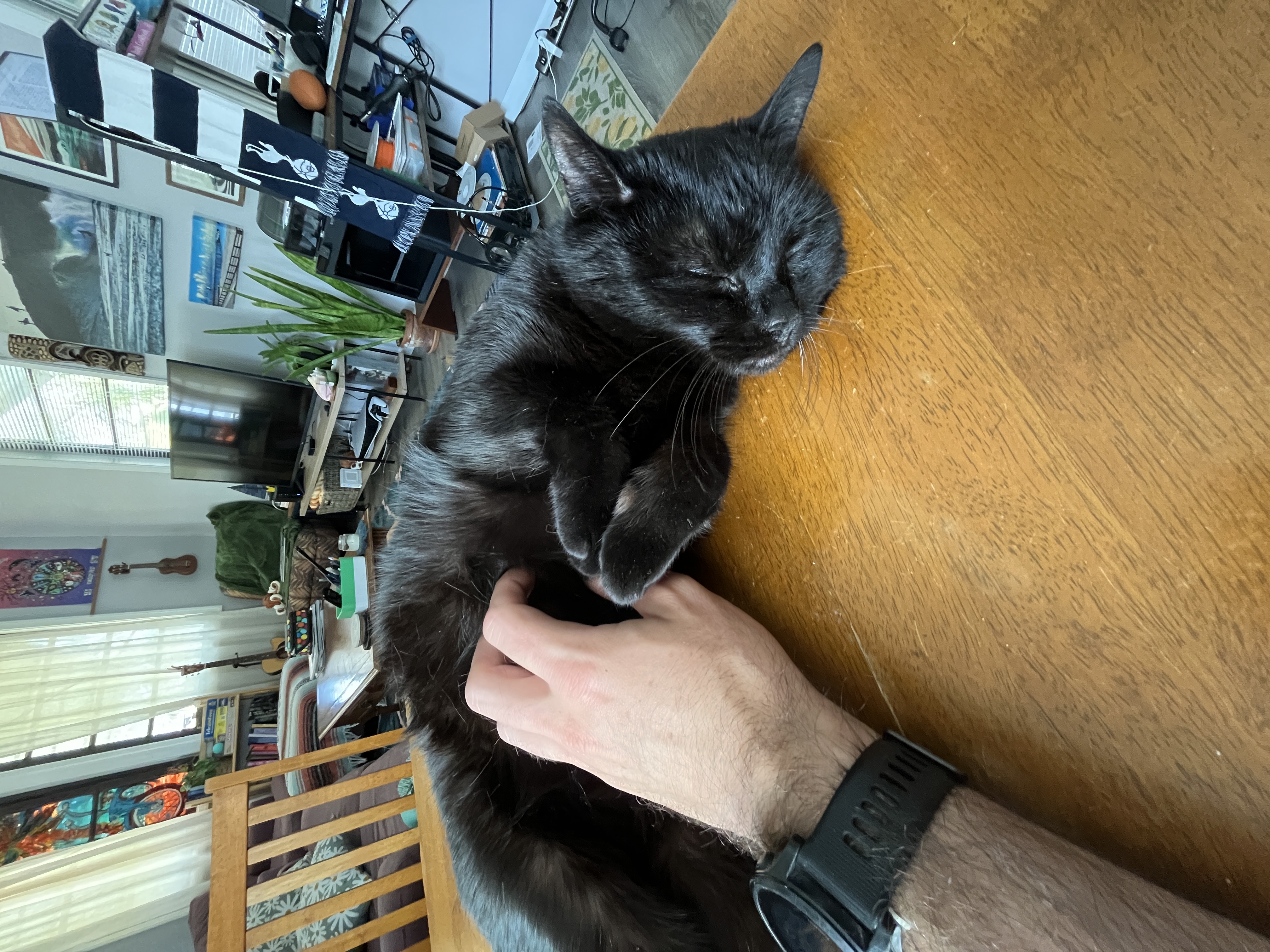 Cat 3