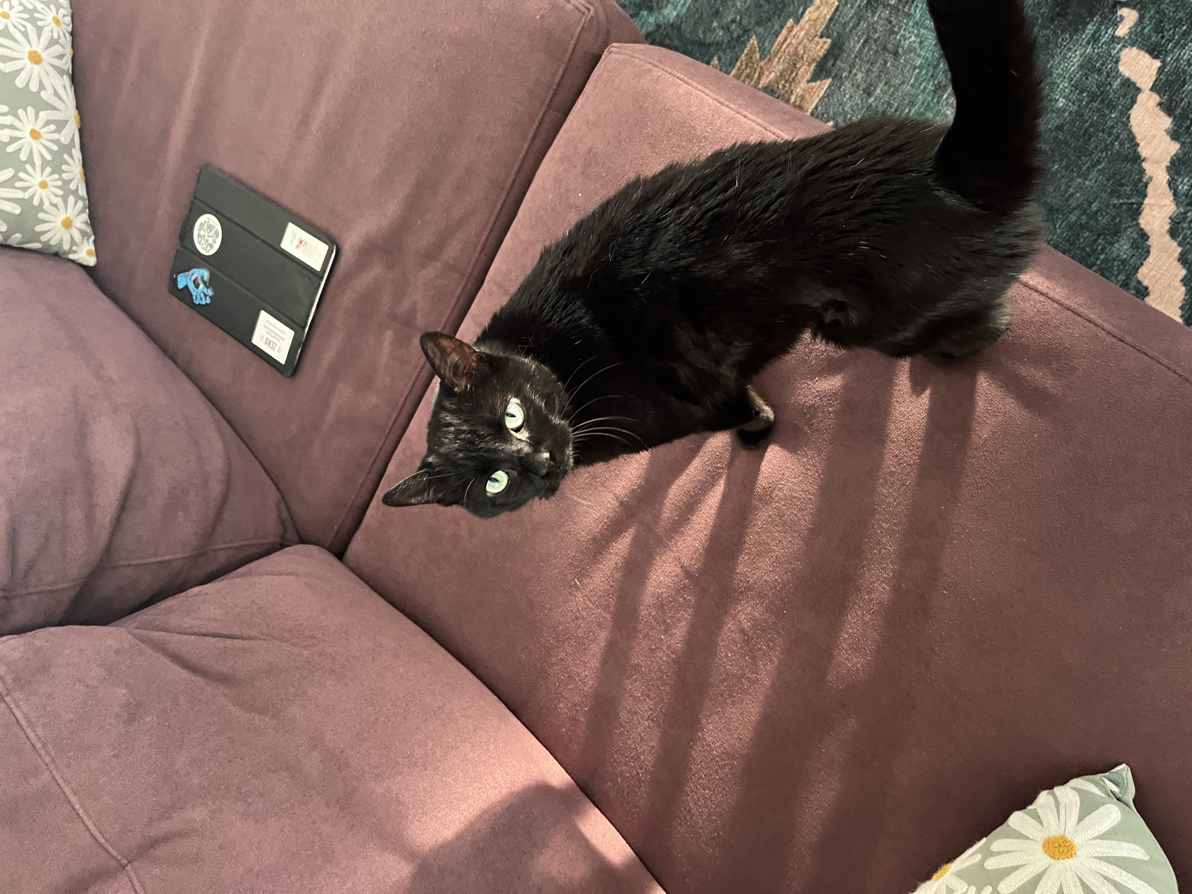 Cat 7