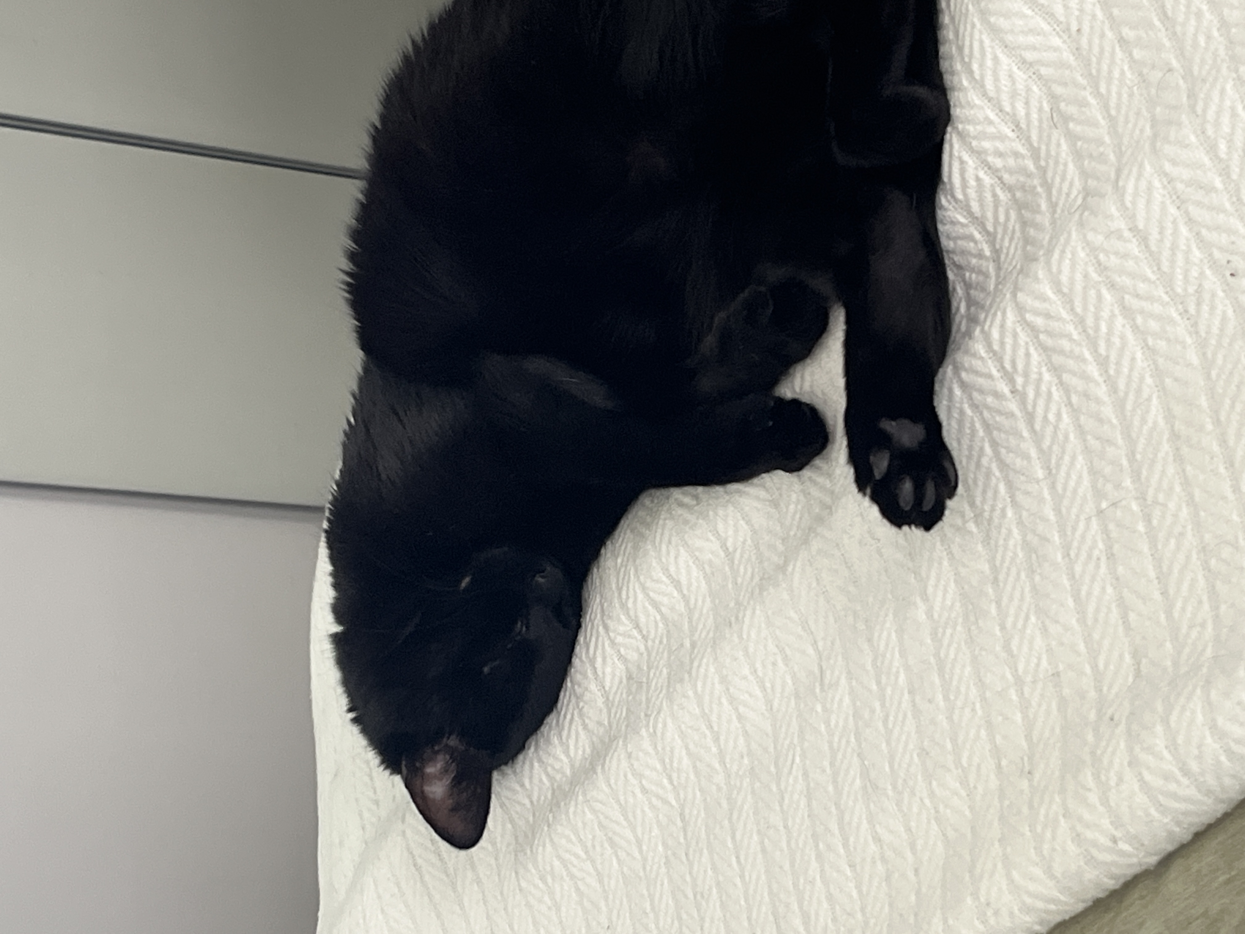 Cat 10