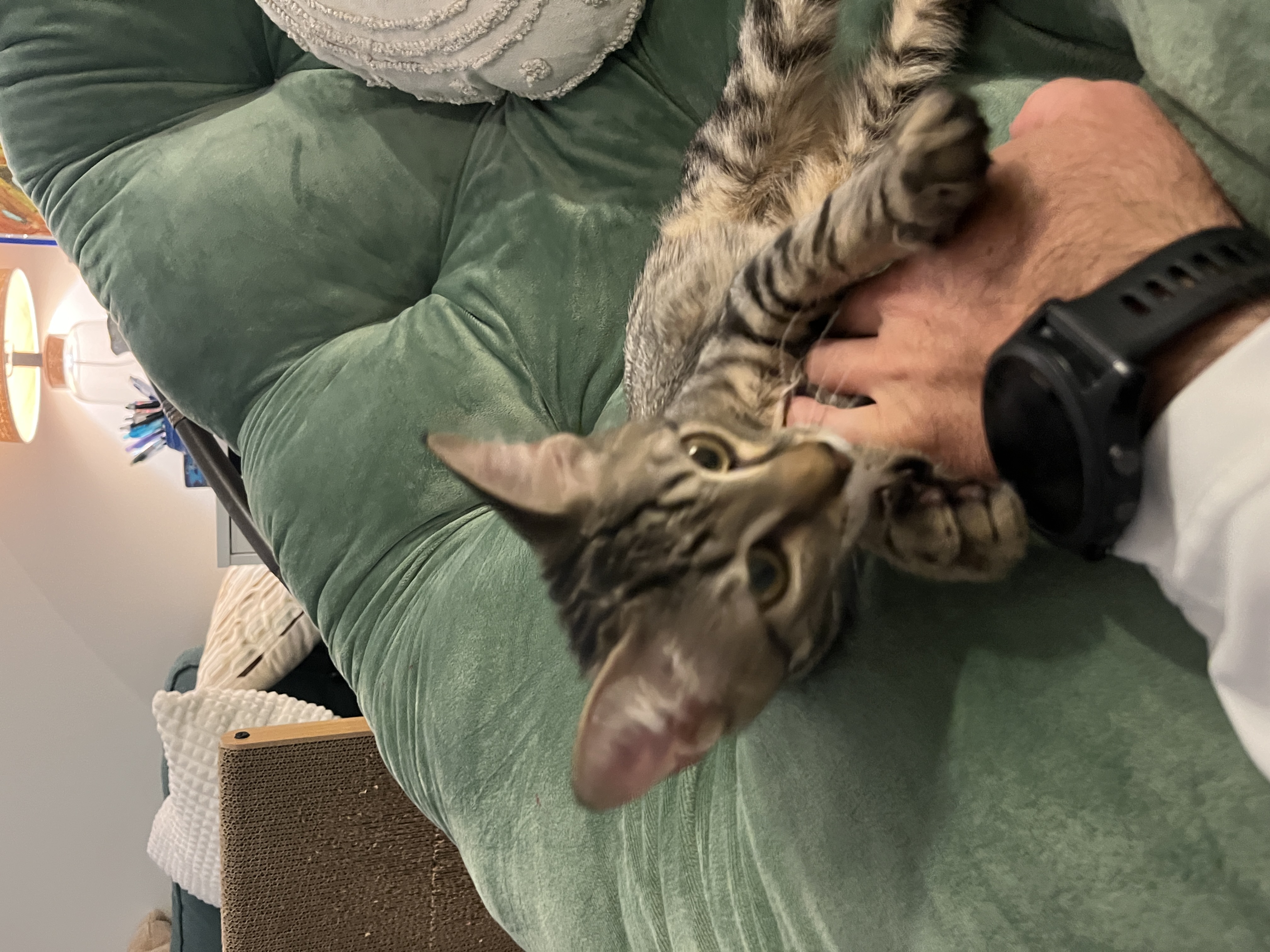 Cat 11