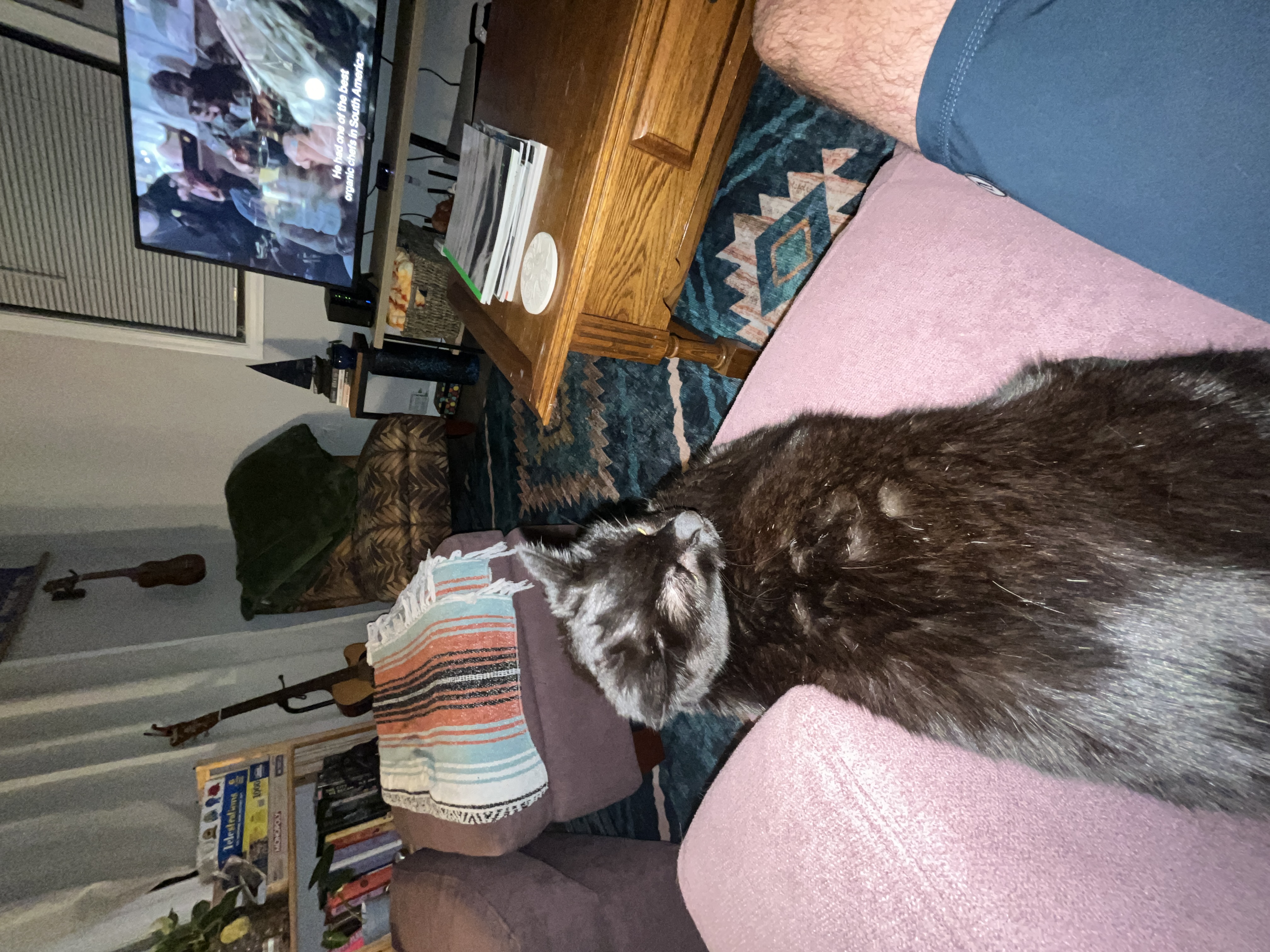 Cat 12