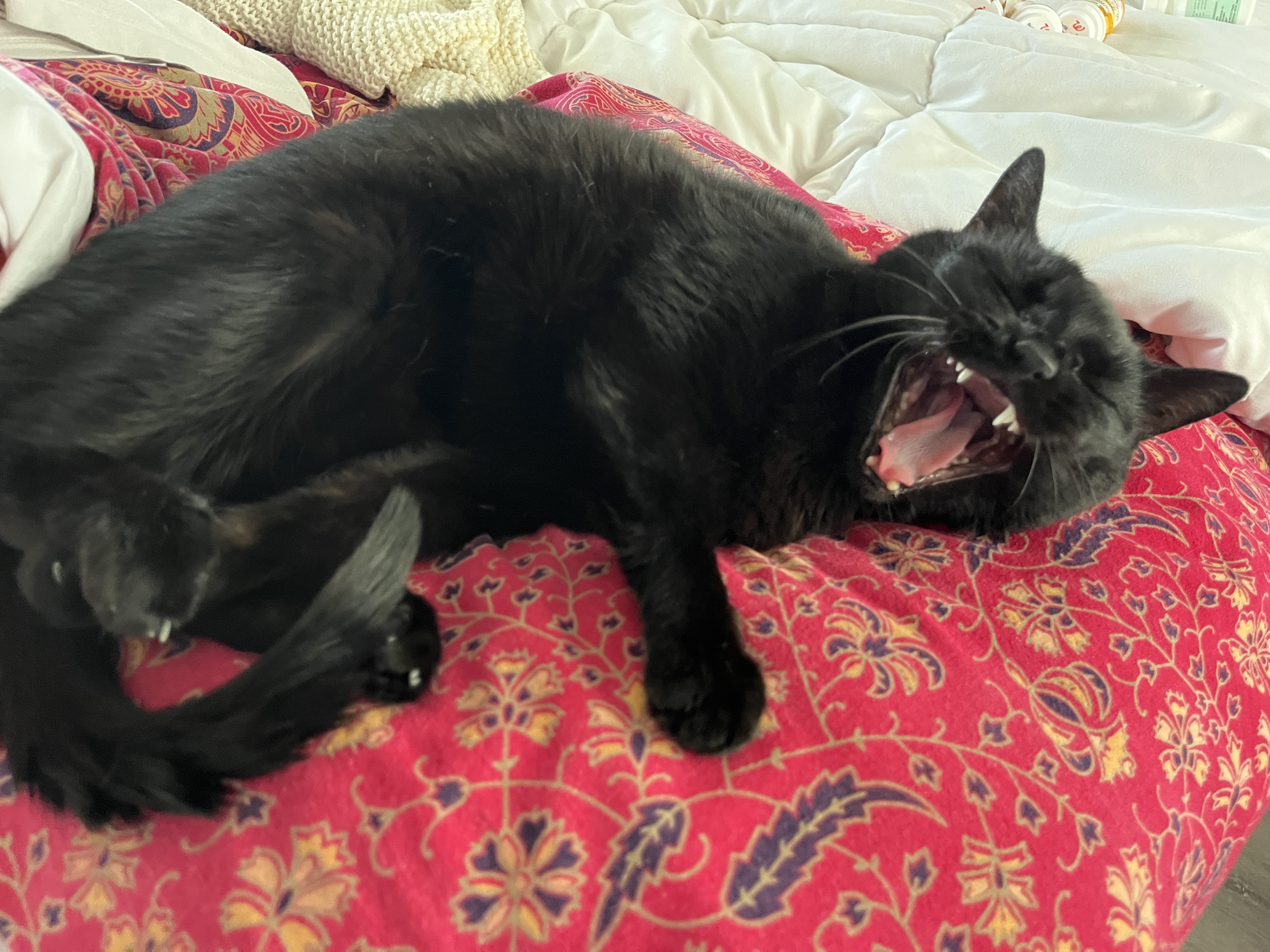 Cat 18