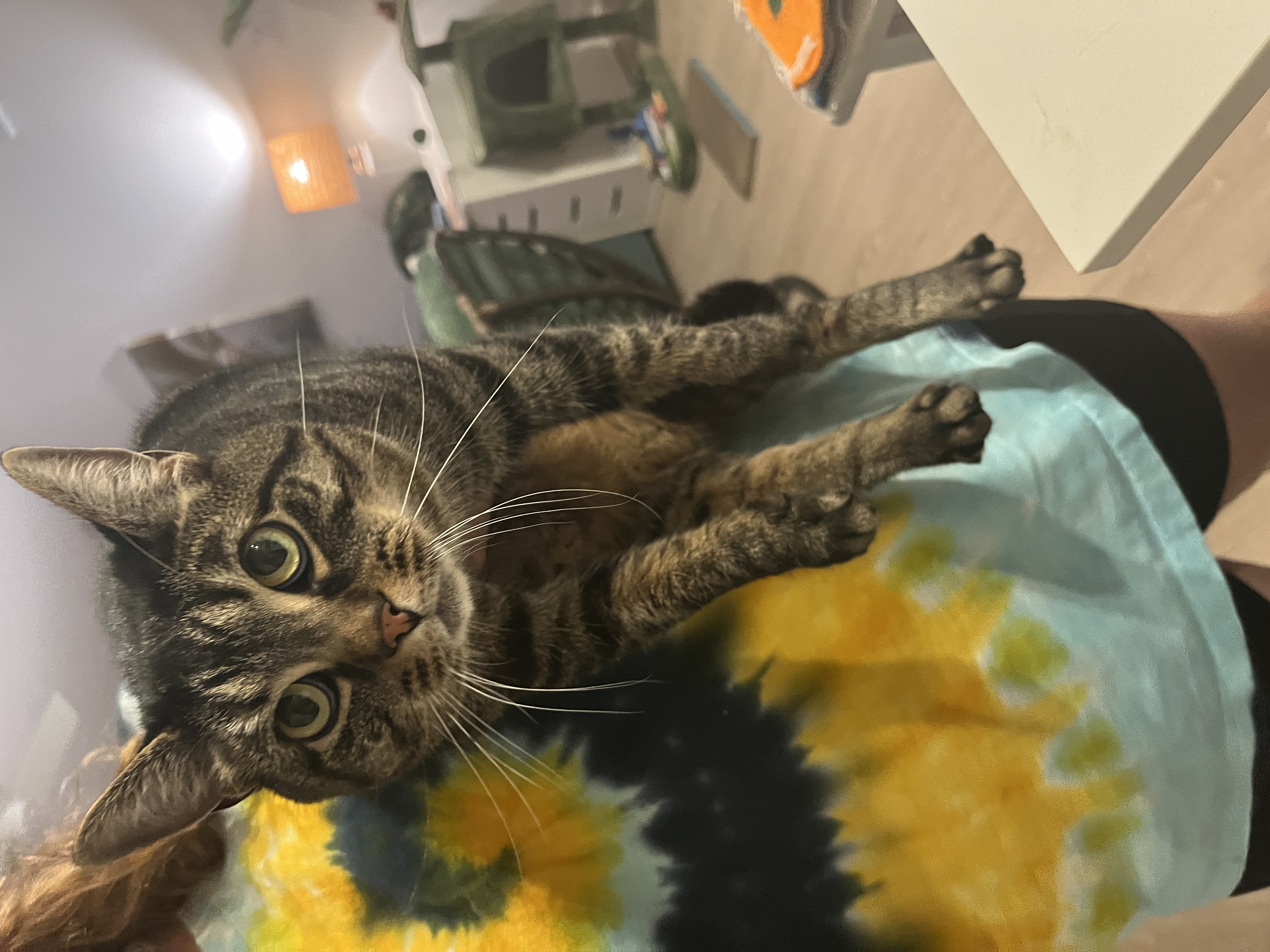 Cat 19